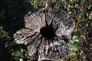 Kesik bir ağaç gövdesine yakın çekim. Büyüme halkalarını gösteriyor. Kopya alanı olan doğal doku..