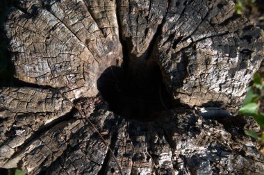 Kesik bir ağaç gövdesine yakın çekim. Büyüme halkalarını gösteriyor. Kopya alanı olan doğal doku..