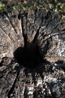 Kesik bir ağaç gövdesine yakın çekim. Büyüme halkalarını gösteriyor. Kopya alanı olan doğal doku..