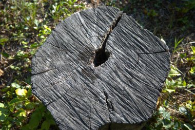 Kesik bir ağaç gövdesine yakın çekim. Büyüme halkalarını gösteriyor. Kopya alanı olan doğal doku..