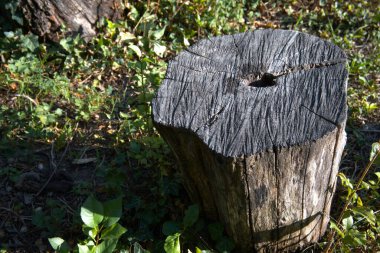 Kesik bir ağaç gövdesine yakın çekim. Büyüme halkalarını gösteriyor. Kopya alanı olan doğal doku..