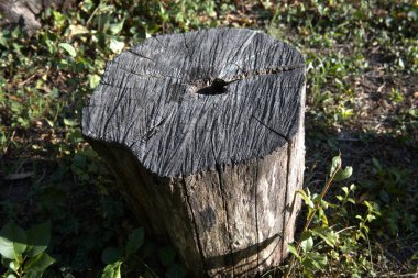 Kesik bir ağaç gövdesine yakın çekim. Büyüme halkalarını gösteriyor. Kopya alanı olan doğal doku..