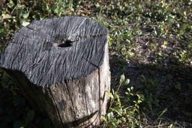 Kesik bir ağaç gövdesine yakın çekim. Büyüme halkalarını gösteriyor. Kopya alanı olan doğal doku..