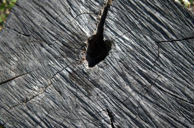 Kesik bir ağaç gövdesine yakın çekim. Büyüme halkalarını gösteriyor. Kopya alanı olan doğal doku..