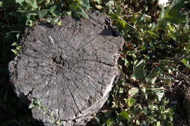 Kesik bir ağaç gövdesine yakın çekim. Büyüme halkalarını gösteriyor. Kopya alanı olan doğal doku..