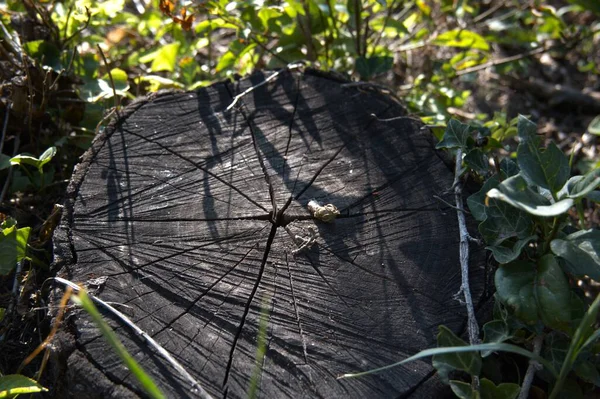 Kesik bir ağaç gövdesine yakın çekim. Büyüme halkalarını gösteriyor. Kopya alanı olan doğal doku..