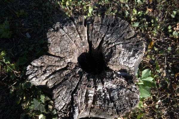 Kesik bir ağaç gövdesine yakın çekim. Büyüme halkalarını gösteriyor. Kopya alanı olan doğal doku..