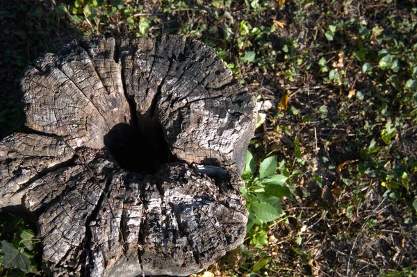 Kesik bir ağaç gövdesine yakın çekim. Büyüme halkalarını gösteriyor. Kopya alanı olan doğal doku..