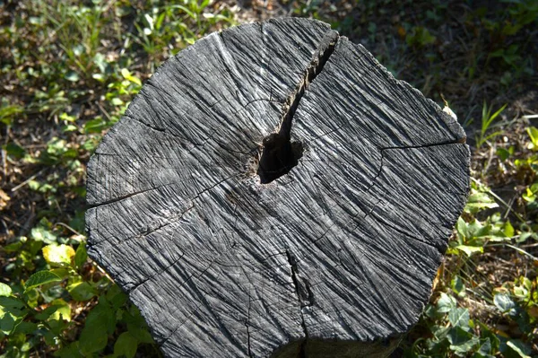 Kesik bir ağaç gövdesine yakın çekim. Büyüme halkalarını gösteriyor. Kopya alanı olan doğal doku..