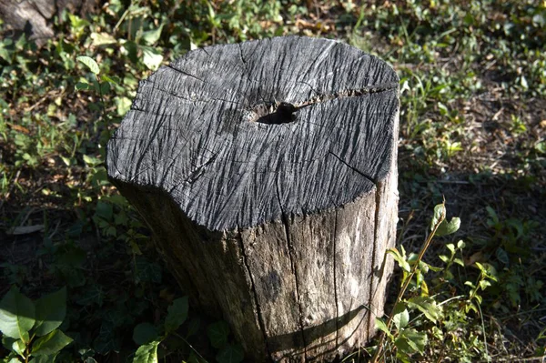 Kesik bir ağaç gövdesine yakın çekim. Büyüme halkalarını gösteriyor. Kopya alanı olan doğal doku..