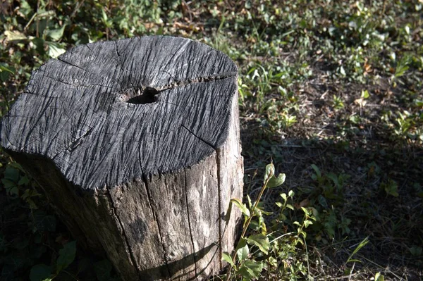 Kesik bir ağaç gövdesine yakın çekim. Büyüme halkalarını gösteriyor. Kopya alanı olan doğal doku..