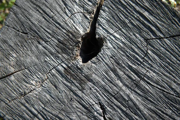 Kesik bir ağaç gövdesine yakın çekim. Büyüme halkalarını gösteriyor. Kopya alanı olan doğal doku..