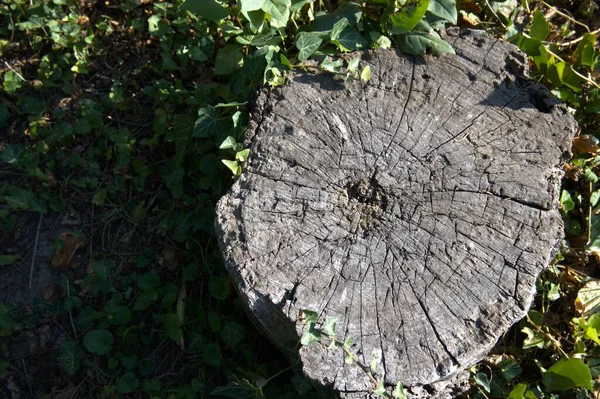Kesik bir ağaç gövdesine yakın çekim. Büyüme halkalarını gösteriyor. Kopya alanı olan doğal doku..
