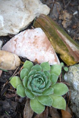 Bahçede yetişen dekoratif kaya bahçesi bitkileri..