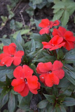 Parlak kırmızı sabırsızlar bahçede çiçek açıyor, yakın çekim manzarası.