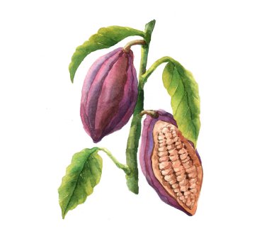 Suluboya kakao çekirdeği üzerinde beyaz arka plan illüstrasyon izole.