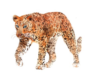 Leopar. Vahşi büyük kedi. Beyaz arka planda izole suluboya gerçekçi illüstrasyon.