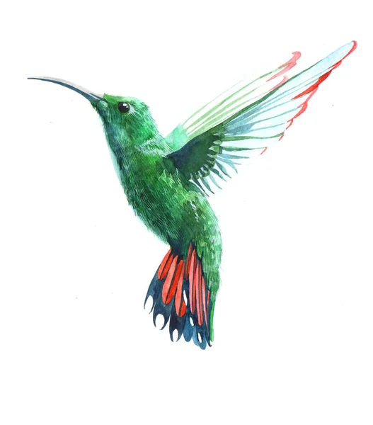 Aquarel Colibri Kolibrie Vogel Dier Illustratie Geïsoleerd Witte Achtergrond — Stockfoto