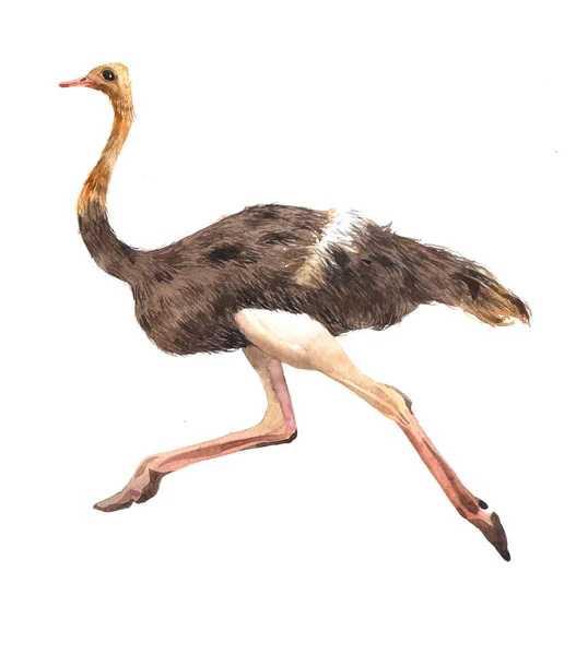 Watercolor Realistic Ostrich Animal Isolated White Background Illustration — Stock Photo, Image