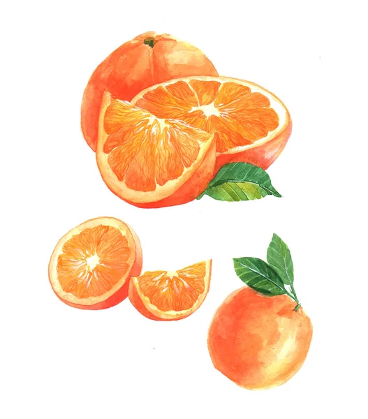 수채화 오렌지색과 그림에 슬라이스 오렌지 — 스톡 사진