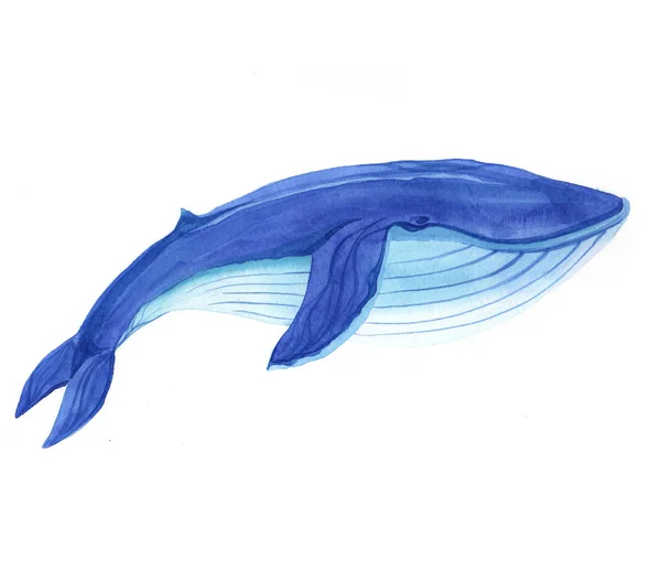 Aquarelle Baleine Poisson Animal Illustration Isolé Sur Fond Blanc — Photo