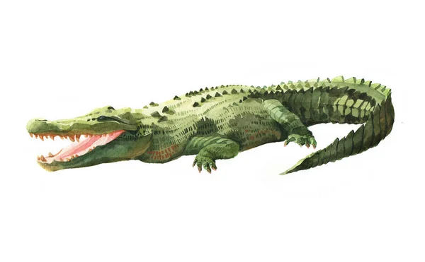 Acquerello Coccodrillo Alligatore Animale Tropicale Isolato Uno Sfondo Bianco Illustrazione Foto Stock