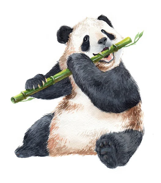 Acuarela Animal Panda Realista Aislado Sobre Fondo Blanco Ilustración Imágenes de stock libres de derechos