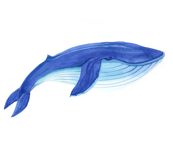 Acquerello Balena Pesce Animale Illustrazione Isolato Sfondo Bianco Immagine Stock
