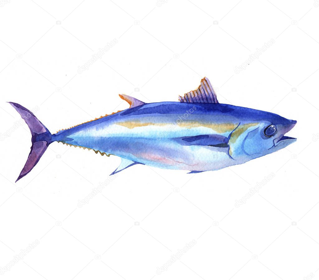 Watercolor Tuna fish isolated on a white background illustration.