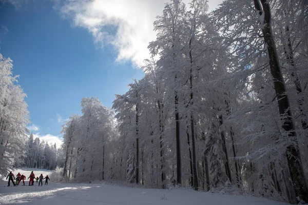 Skifahren im verschneiten Wald im Skigebiet — Stockfoto