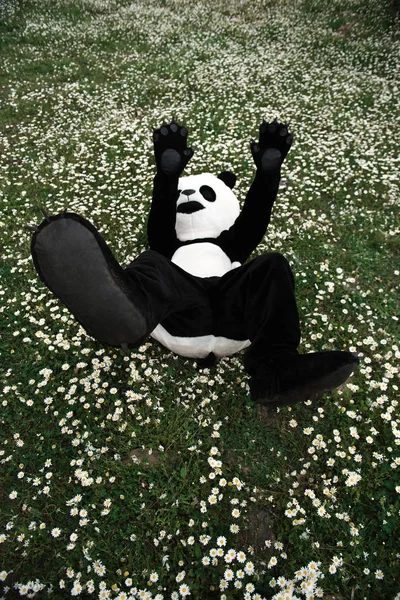 Mann im Panda-Kostüm liegt auf grünem Gras und Kamillenblüten — Stockfoto