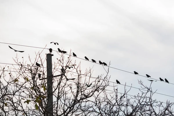 Černé vrány v řádku elektrické v podzimní sezóně — Stock fotografie