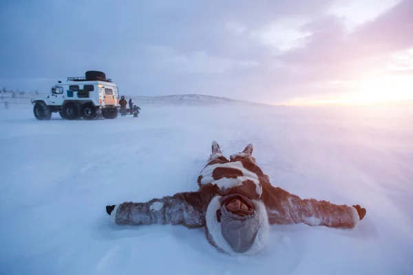 雪の上に横たわる若い男に身を包んだネネツ暖かい服夕暮れ砂漠のシベリアで. — ストック写真