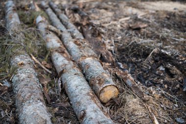 Ahşap günlükleri kesmek ve yere koyulur