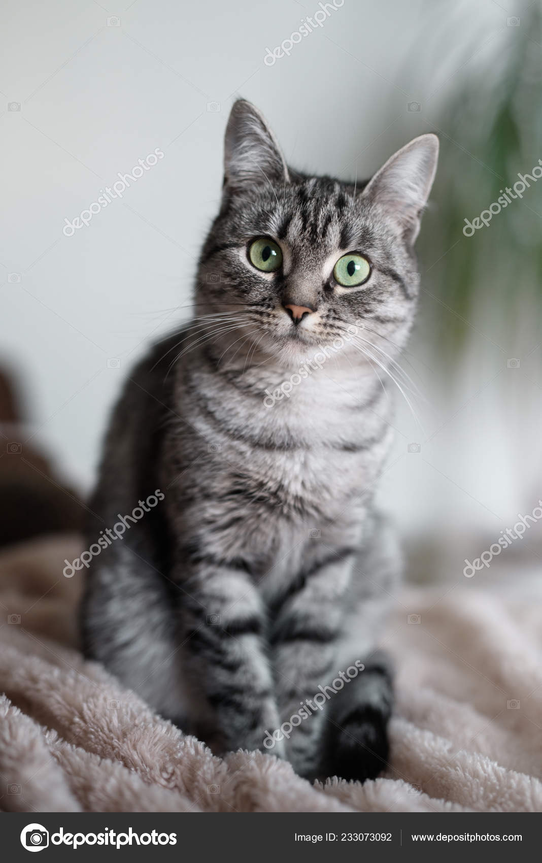 Domestic Purebred American Shorthair Cats Domestic Shorthair