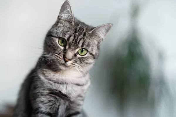 Hermosa American Shorthair Gato Con Ojos Verdes —  Fotos de Stock