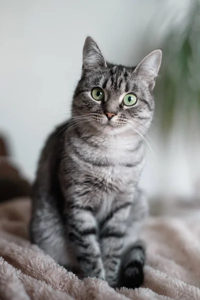Hermosa American Shorthair Gato Con Ojos Verdes — Foto de Stock
