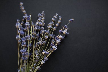 Buket siyah arka plan üzerine izole lavanta