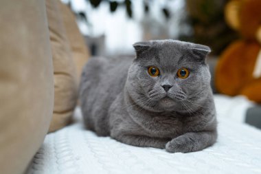Altın gözlü harika İngiliz kedi. Evde kanepede oturuyor