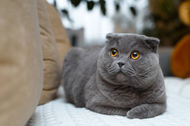 Altın gözlü harika İngiliz kedi. Evde kanepede oturuyor