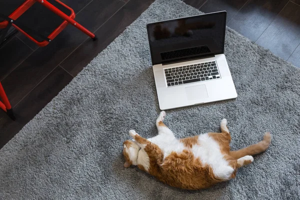Orange white fllufy cat playing with modern laptop
