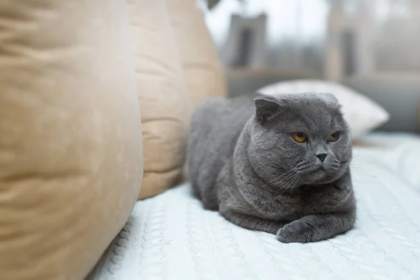 Offended British cat with gold-colored eyes. Sits on the couch in the house