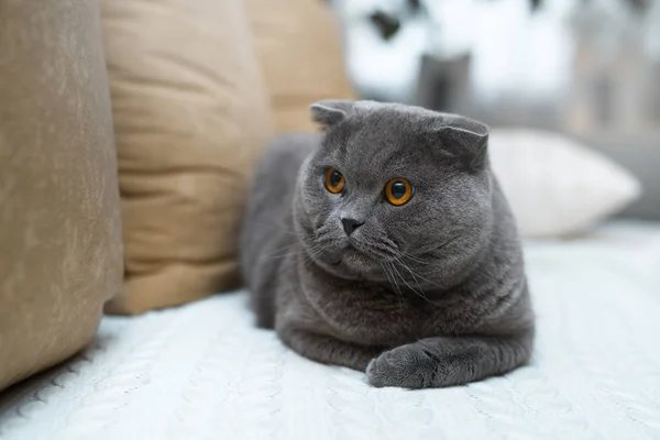 Increíble Gato Británico Sentado Sofá Dentro Tiene Ojos Dorados — Foto de Stock