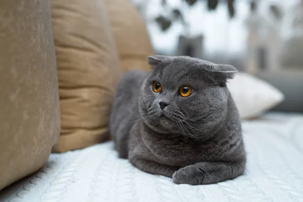 Şaşırtıcı Ngiliz Kedi Kanepede Oturuyor Altın Renkli Gözleri Çok — Stok fotoğraf