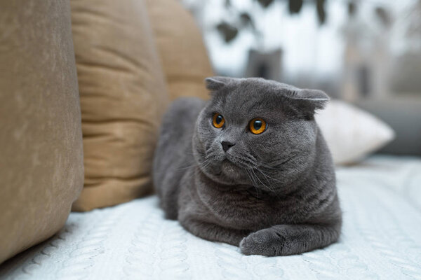 Amazing british cat sitting on the couch. She has gold-colored eyes