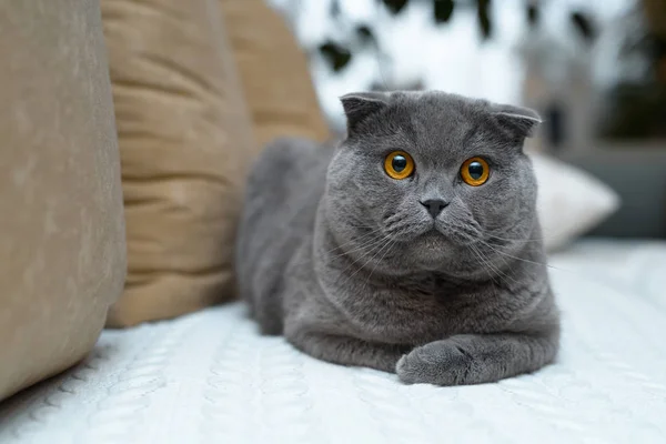 Kot Brytyjski Niesamowite Złotych Oczach Siedzi Kanapie Domu — Zdjęcie stockowe