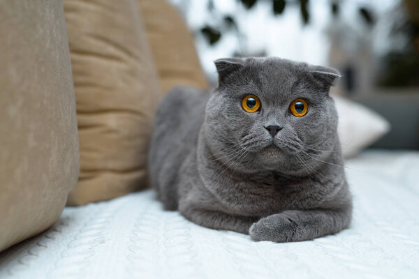 Amazing british cat with golden eyes. Sits on the couch in the house