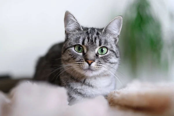 Hermosa American Shorthair Gato Con Ojos Verdes — Foto de Stock