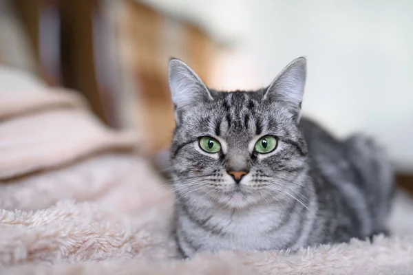 Schöne Amerikanische Kurzhaarkatze Mit Grünen Augen — Stockfoto