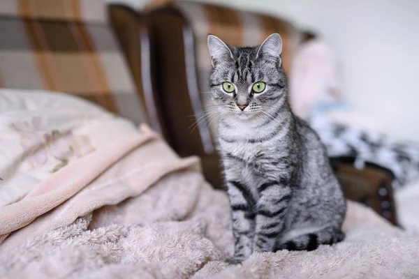 Beau Chat Américain Poil Court Aux Yeux Verts — Photo